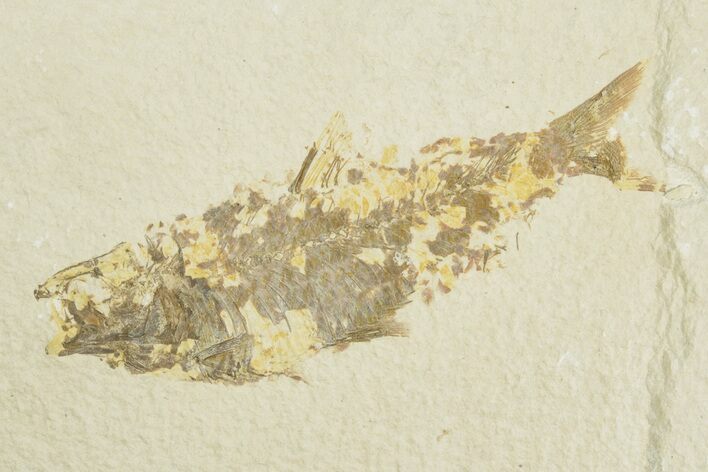Fossil Fish (Knightia) - Wyoming #209912
